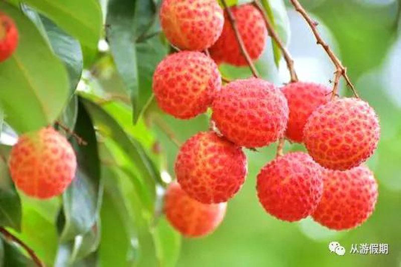 萝岗区水果种植行业动态:品质与创新同行